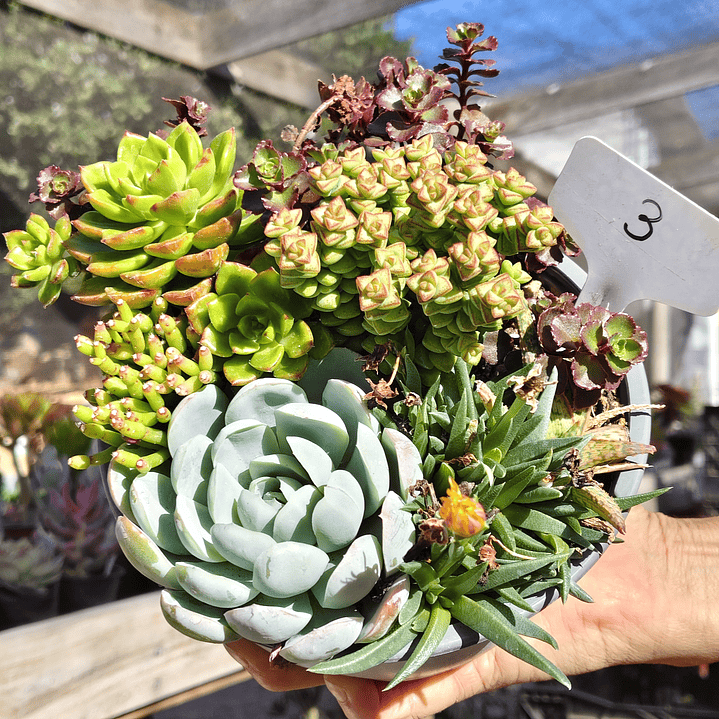 Arreglo de suculentas con 7 variedades  12