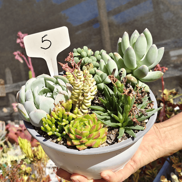 Arreglo de suculentas con 7 variedades  15