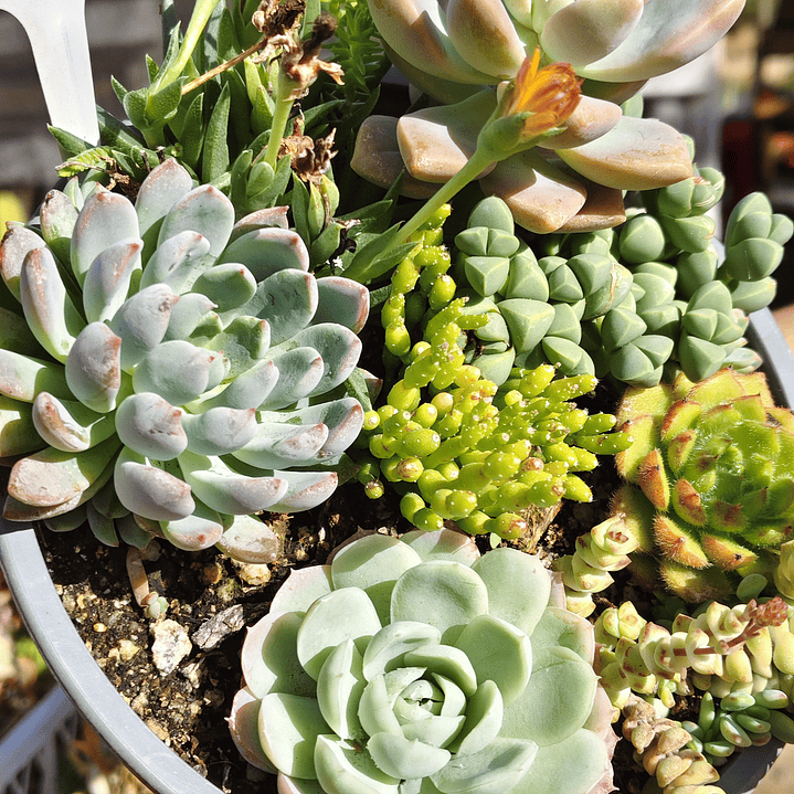 Arreglo de suculentas con 7 variedades  16