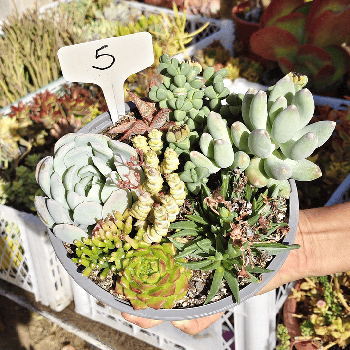 Arreglo de suculentas con 7 variedades  17