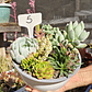 Arreglo de suculentas con 7 variedades  - Miniatura 18