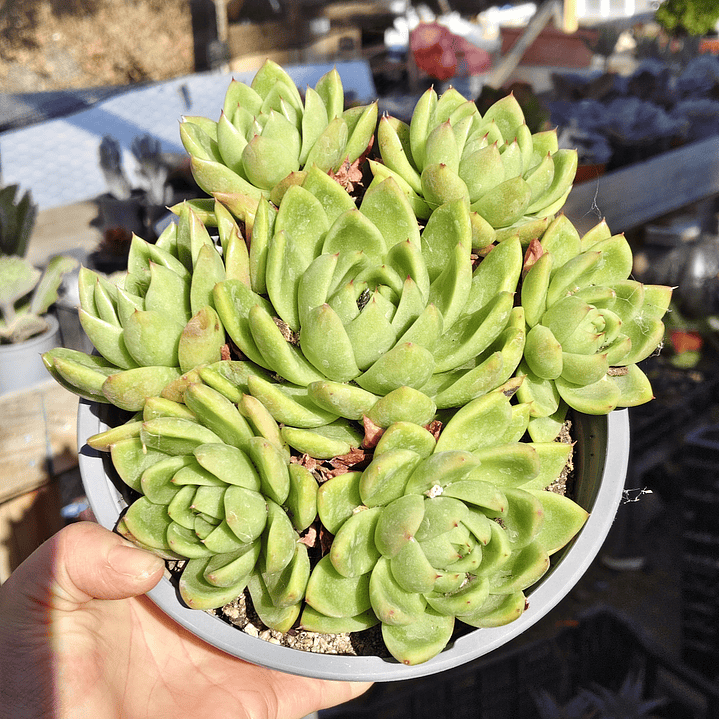 Echeveria gavoide Miranda (PLANTA MADRE) 1