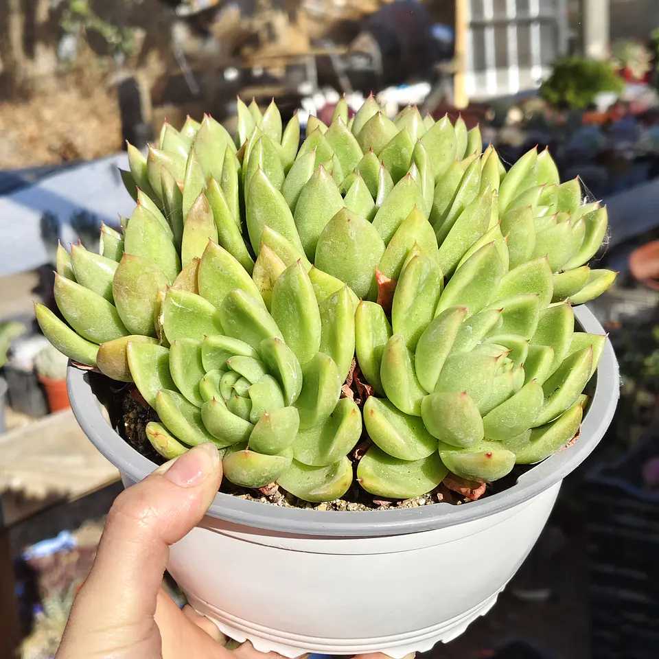 Echeveria gavoide Miranda (PLANTA MADRE) 2