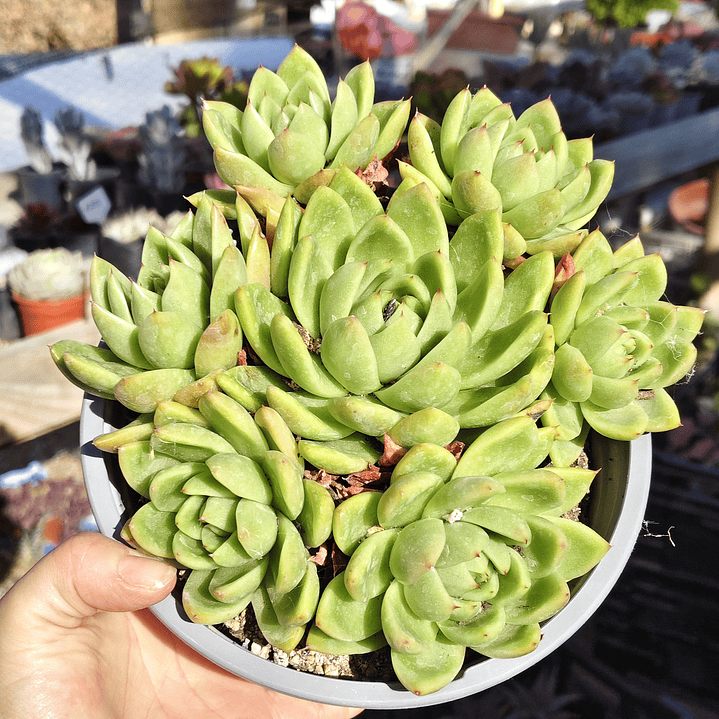 Echeveria gavoide Miranda (PLANTA MADRE) 3
