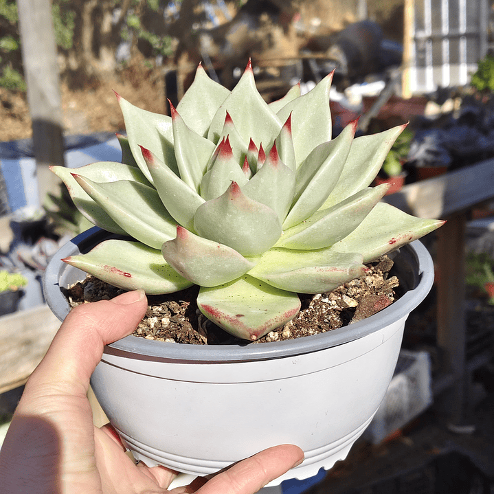 Echeveria agavoide Lavirgin 2