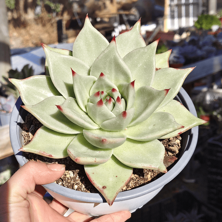 Echeveria agavoide Lavirgin 1