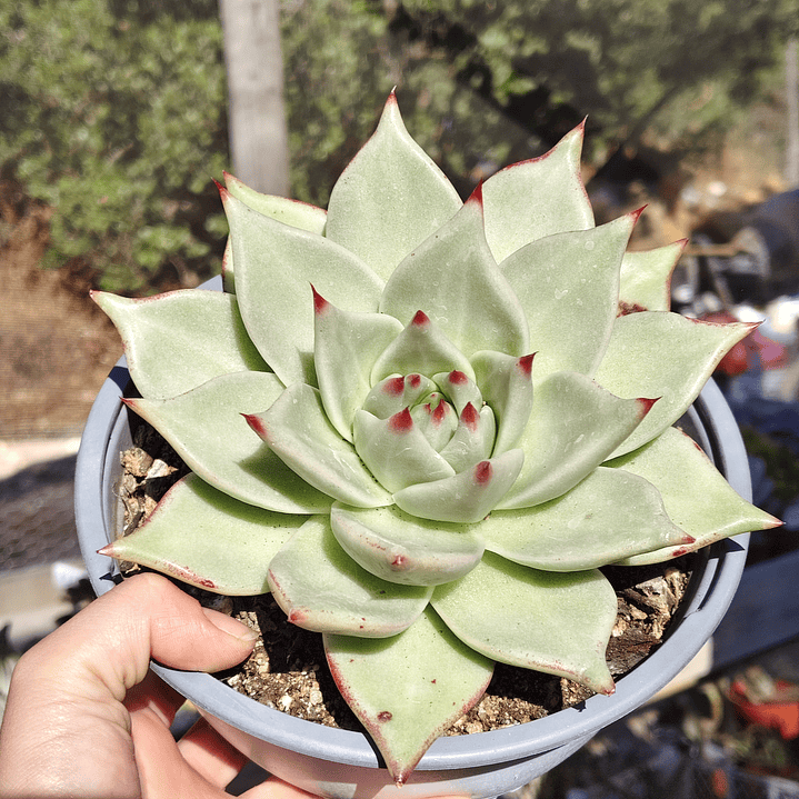 Echeveria agavoide Lavirgin 4