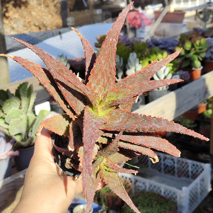 Aloe snapper 2