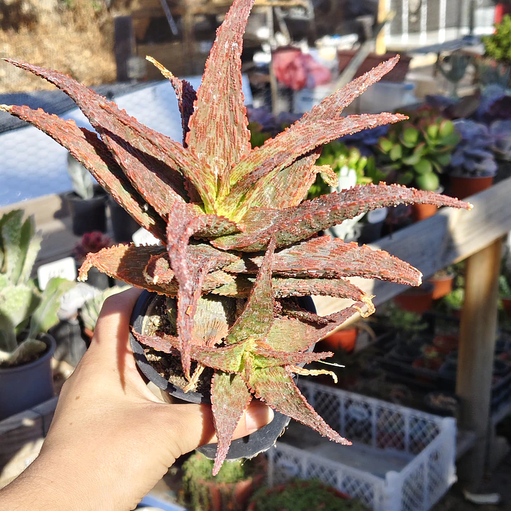 Aloe snapper 1