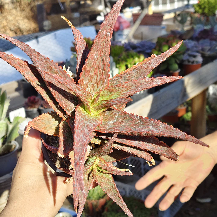 Aloe snapper 4