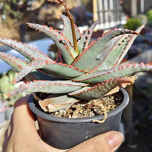 Aloe fragilis 