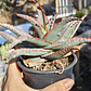 Aloe fragilis  - Miniatura 2