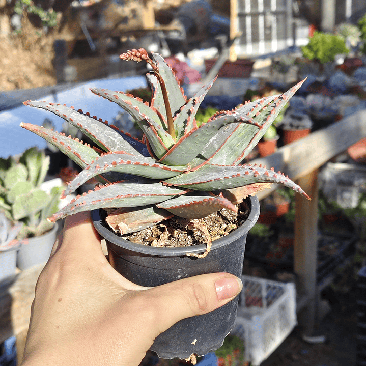 Aloe fragilis  3