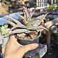 Aloe fragilis  - Miniatura 3