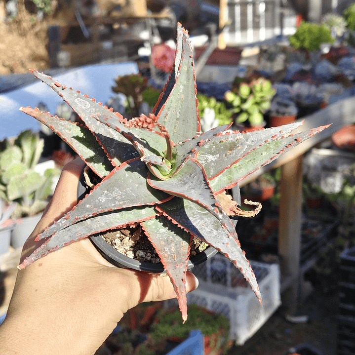 Aloe fragilis  1