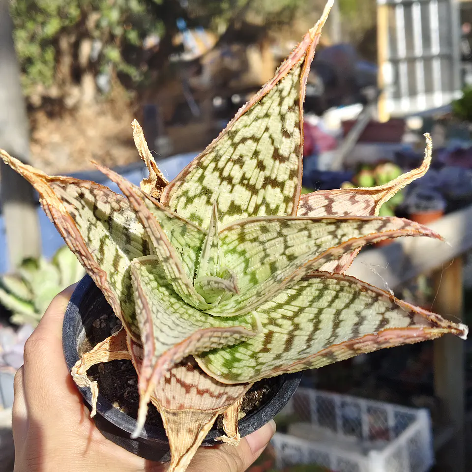 Aloe Delta light 2