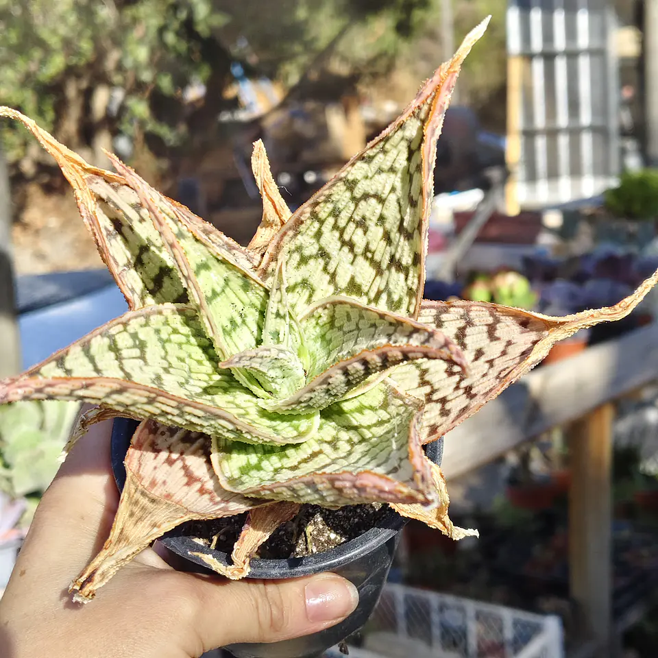 Aloe Delta light 1