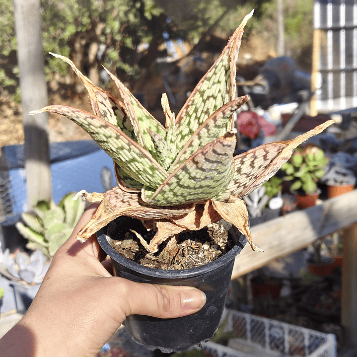 Aloe Delta light 3