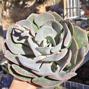 Echeveria Dusty Rose
