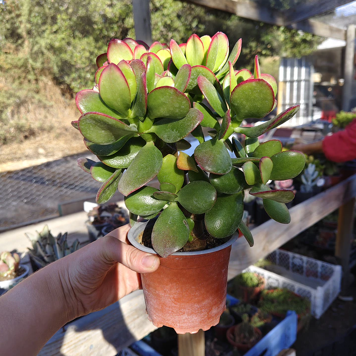 Crassula Ovata Tricolor 2
