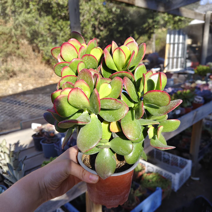 Crassula Ovata Tricolor 1