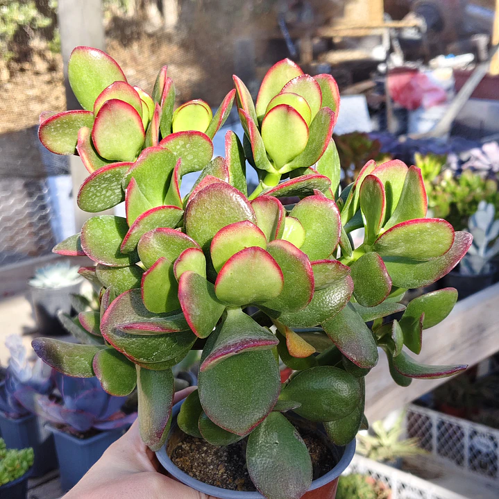 Crassula Ovata Tricolor 3