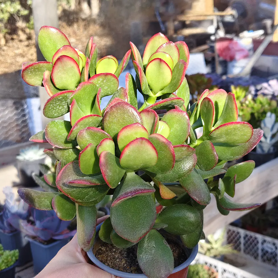 Crassula Ovata Tricolor 3