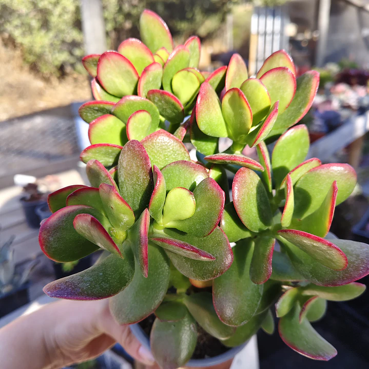 Crassula Ovata Tricolor 4
