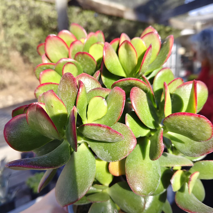 Crassula Ovata Tricolor 5