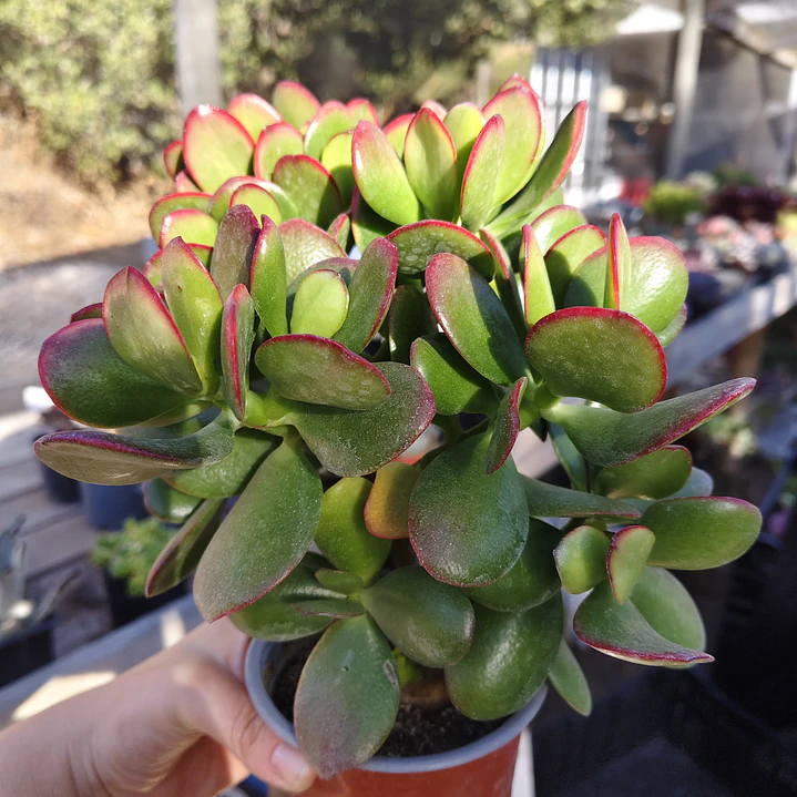 Crassula Ovata Tricolor 6
