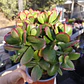 Crassula Ovata Tricolor - Miniatura 6