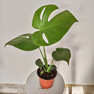 Monstera Deliciosa