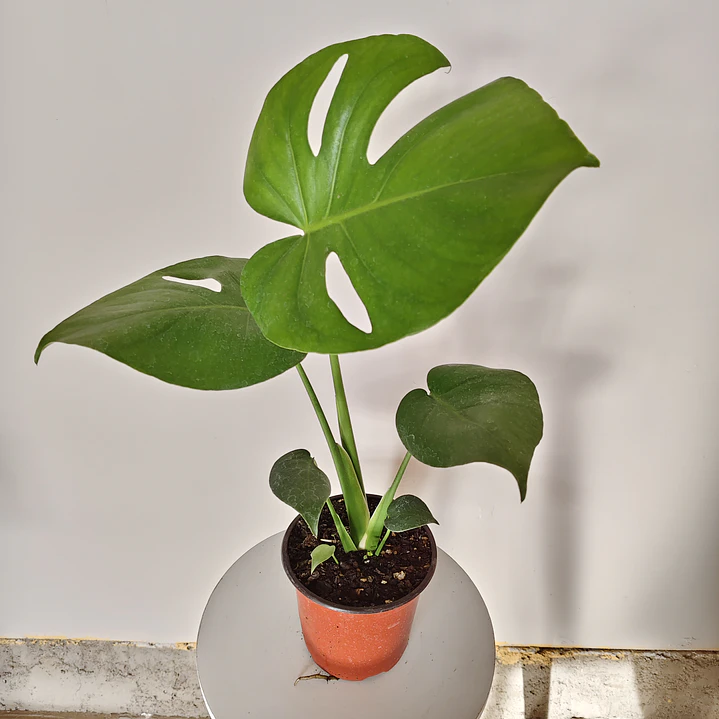 Monstera Deliciosa 2