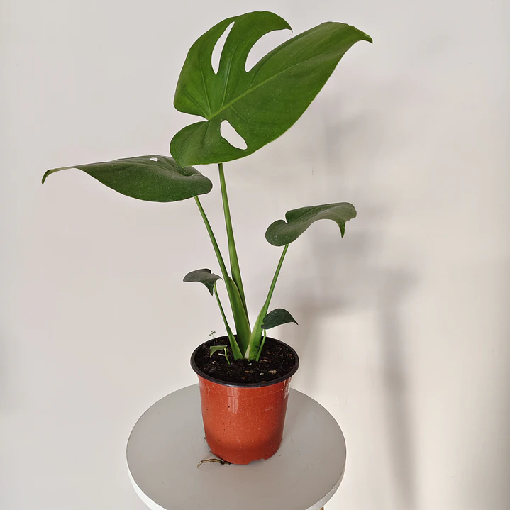 Monstera Deliciosa 3