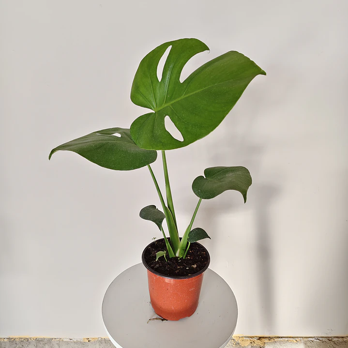 Monstera Deliciosa 4