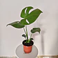 Monstera Deliciosa - Miniatura 5