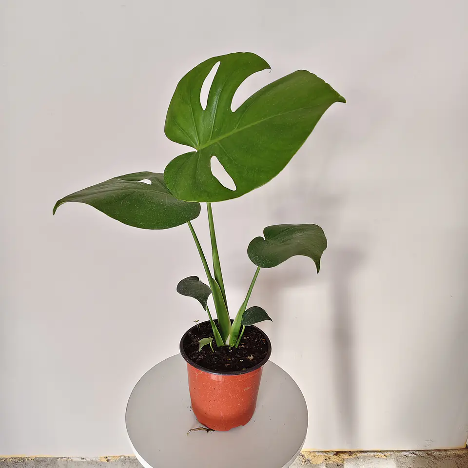 Monstera Deliciosa 5