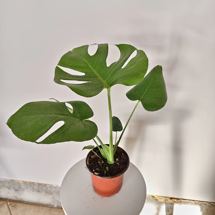 Monstera Deliciosa 6