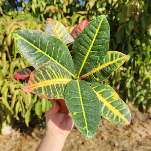 Croton Petra