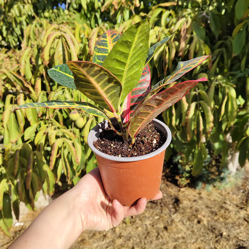 Croton Petra 3