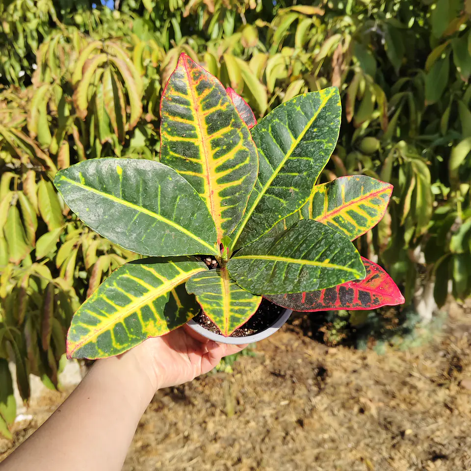 Croton Petra 4
