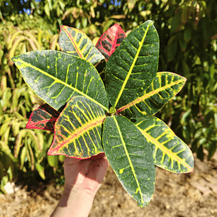 Croton Petra