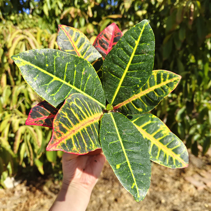 Croton Petra 1