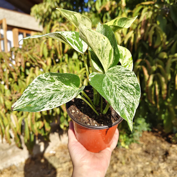 Pothus Marble Queen 2