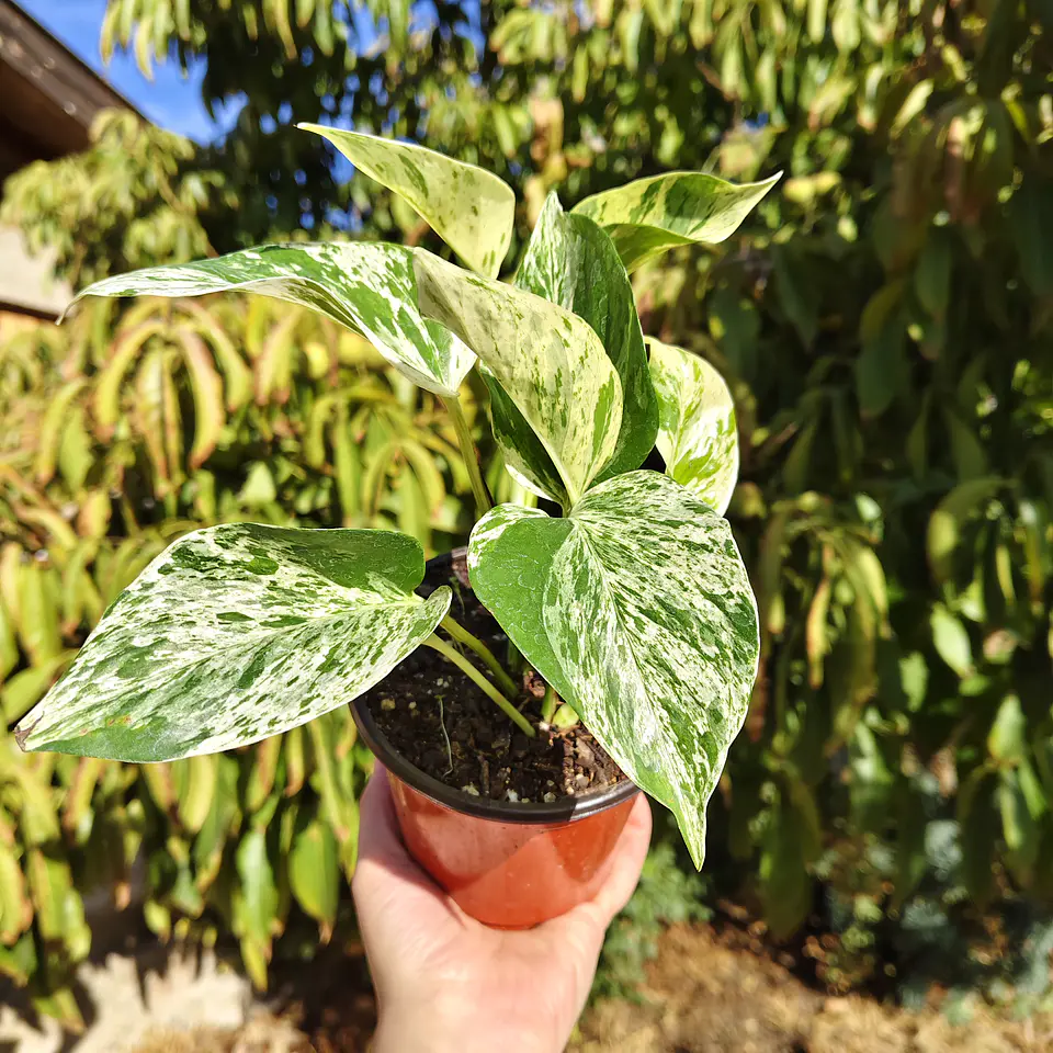 Pothus Marble Queen 3