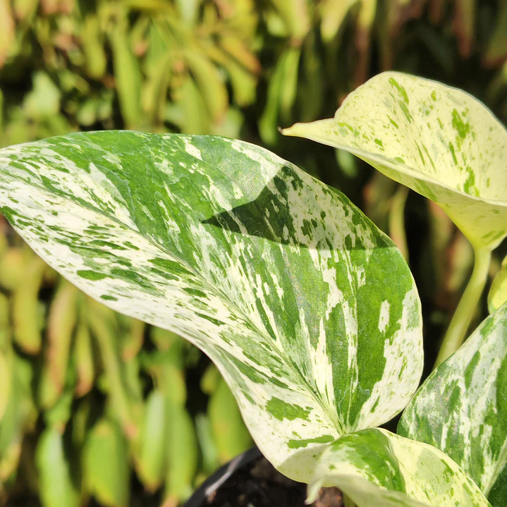 Pothus Marble Queen 4