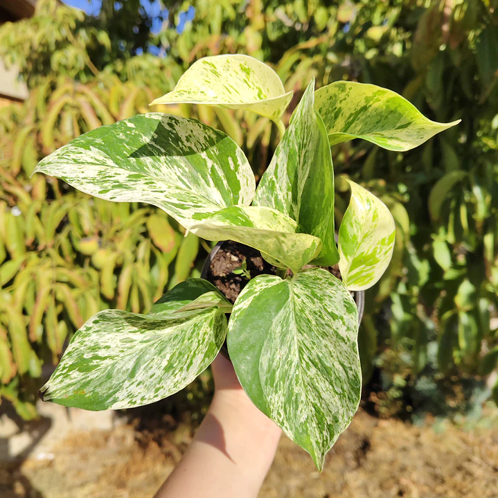 Pothus Marble Queen 5
