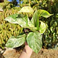 Pothus Marble Queen - Miniatura 5