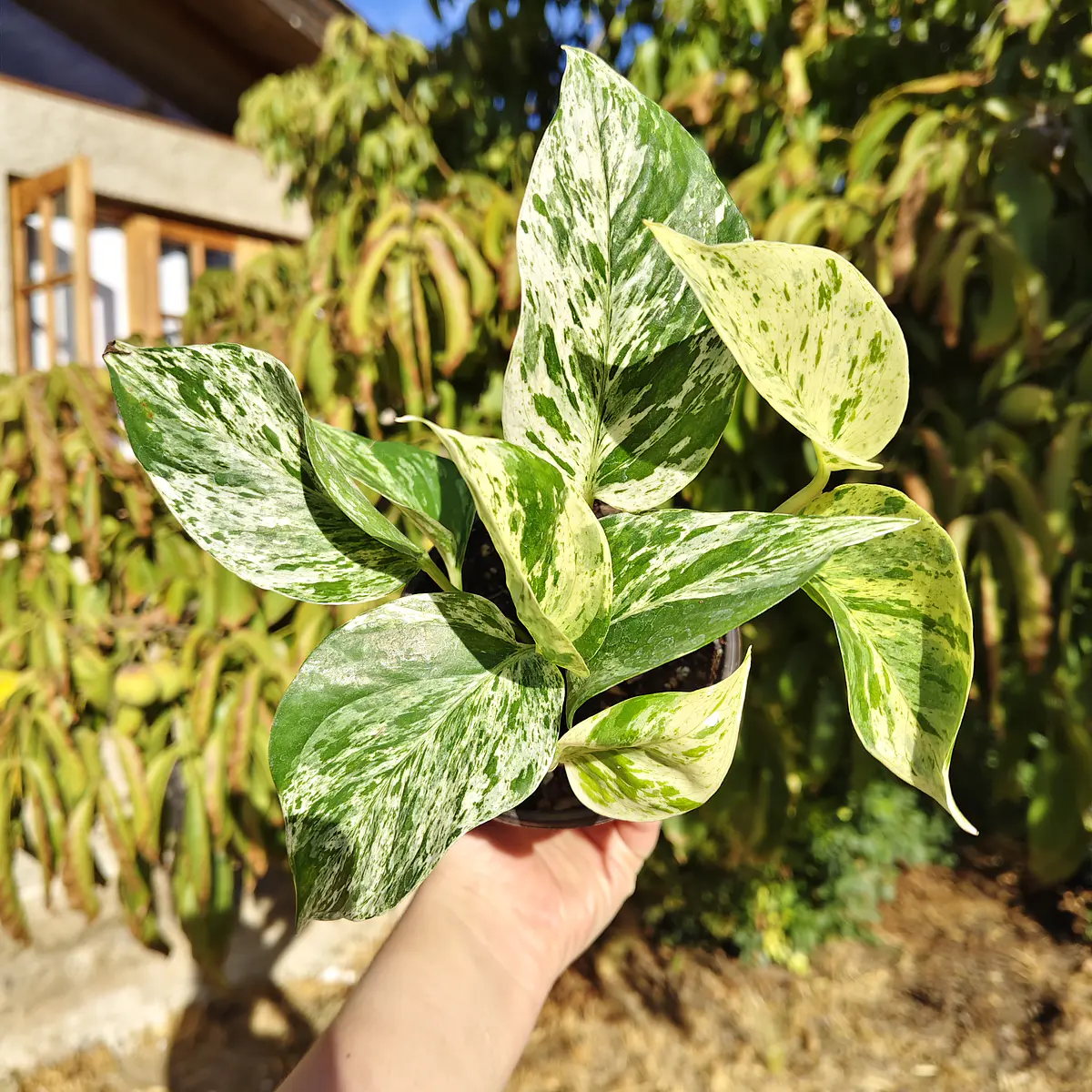 Pothus Marble Queen