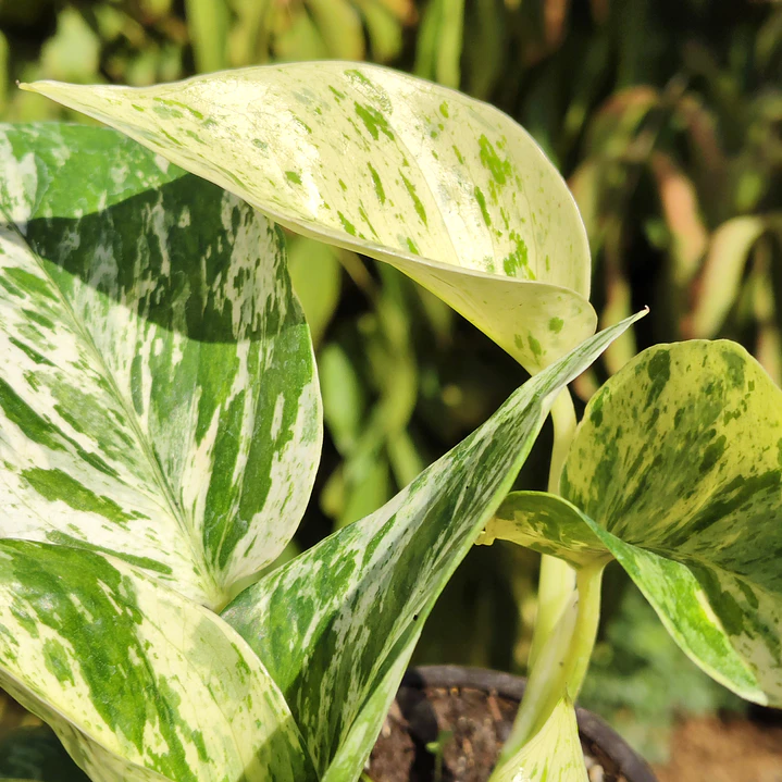 Pothus Marble Queen 6